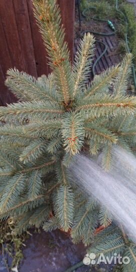 Ель голубая