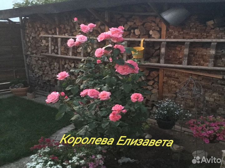 Саженцы роз