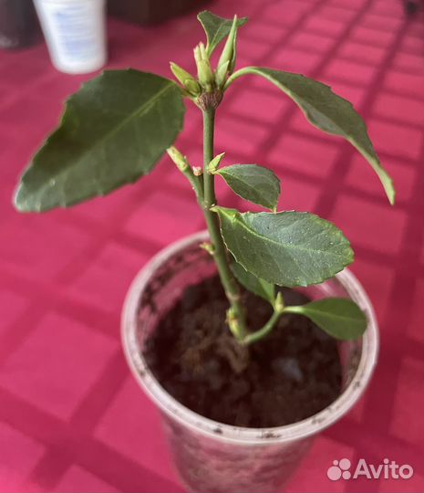 Бересклет японский