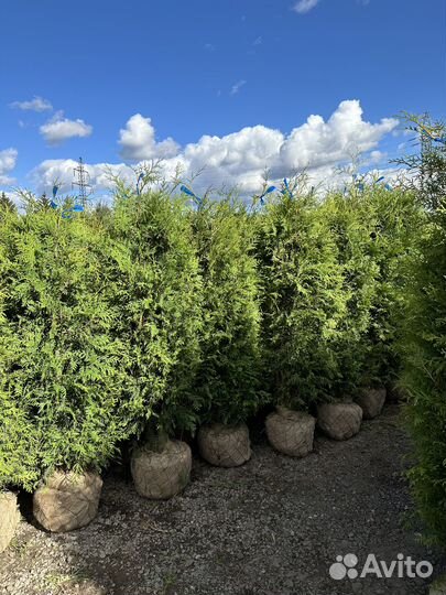 Туя Брабант из питомника