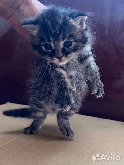 Котята Мейн кун