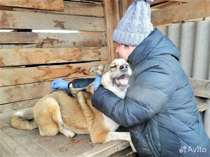 Собаки бесплатно