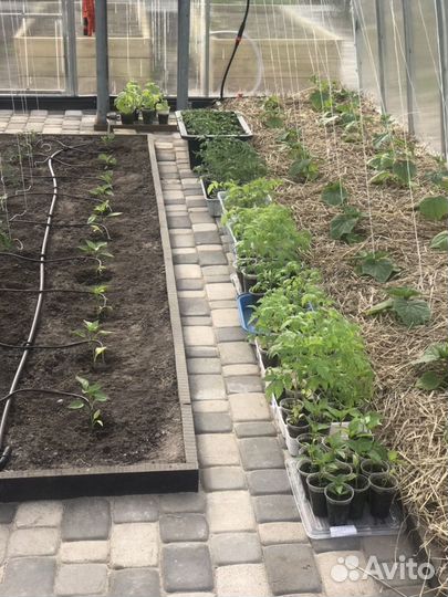 Рассада перцы,клубника,ежевика и цветы