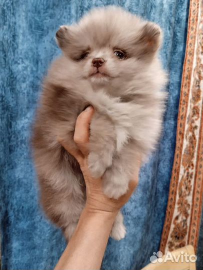 Померанский шпиц Лиловый мерль Герберт