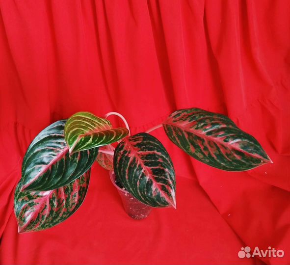 Аглаонема три сорта