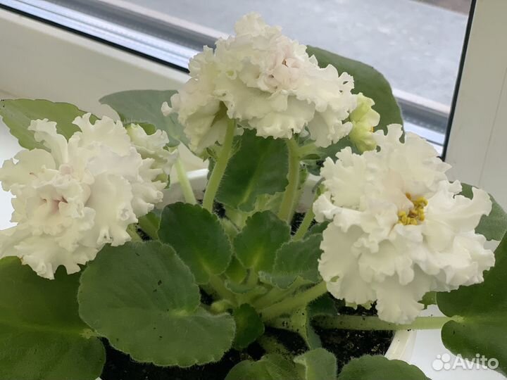 Белые фиалки