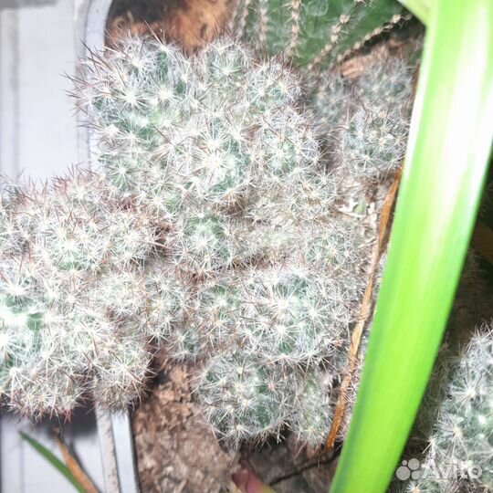 Стильные комнатные растения, цветы и кактусы