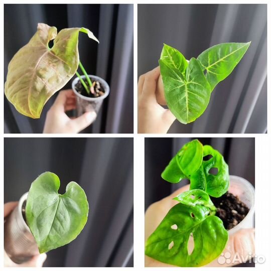 Много растений разные виды