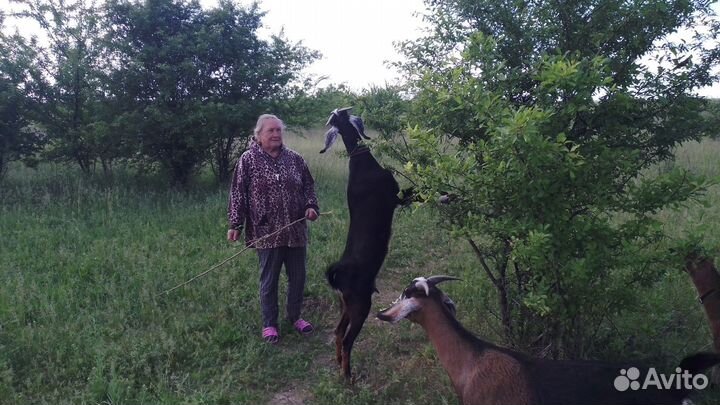 Козы дойные. Выпоинные. Козел племиной