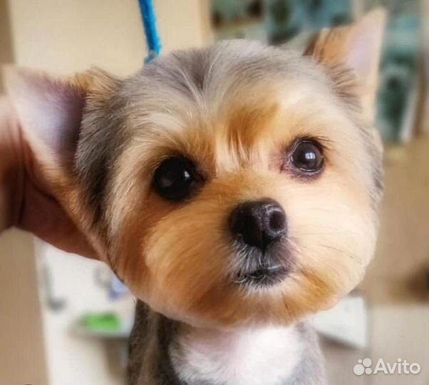 Модель на груминг