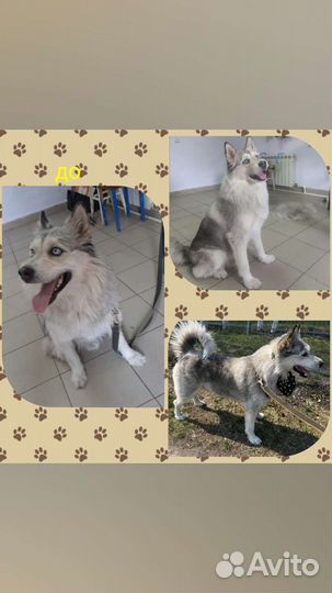 Грумер. Стрижка животных