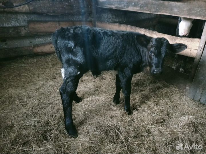 Бычок бычки телята теленок