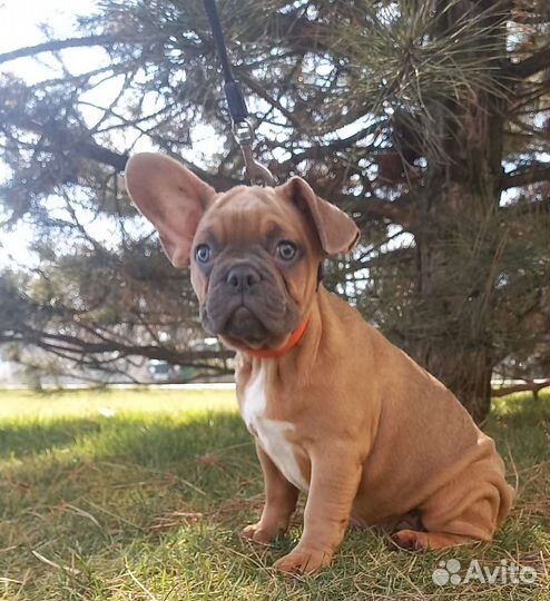 Шикарная малышка