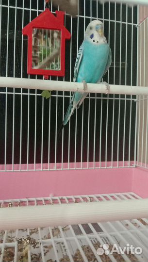 Волнистый попугай