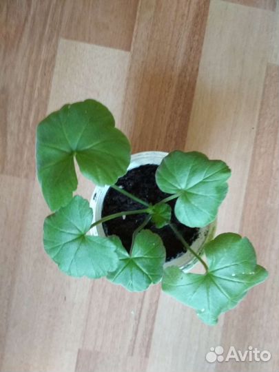 Герань Пеларгония Qeen Kind