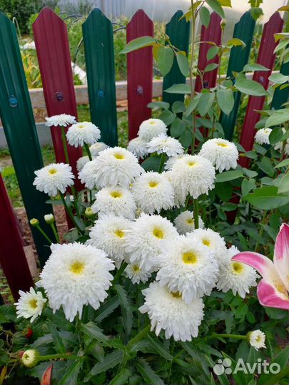 Цветы для сада