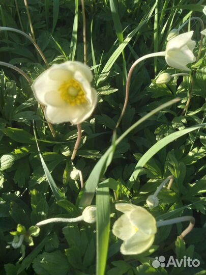 Анемона весенняя