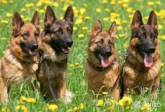 Курсы дрессировки и подготовки собак, кинология