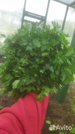 Зелень петрушка салат