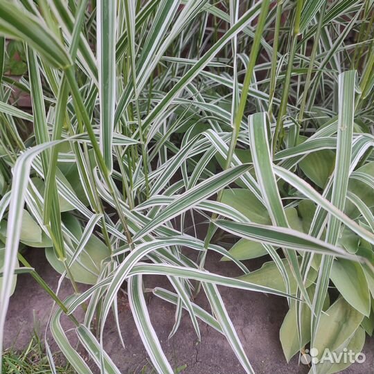 Декоративная трава Фалярис