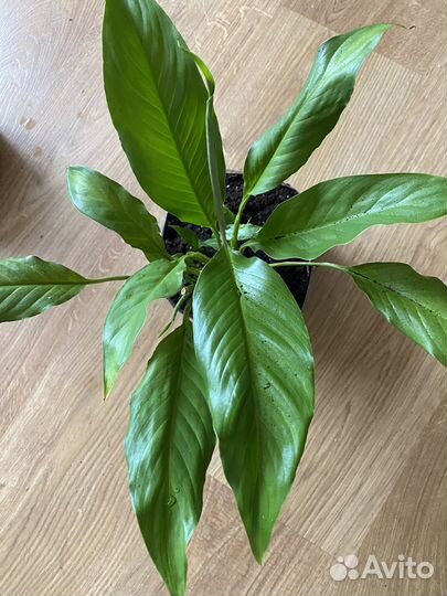 Спатифиллум