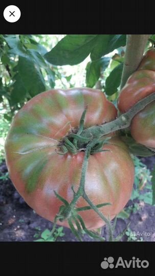 Рассада овощей