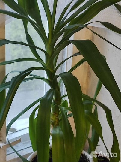 Комнатные цветы