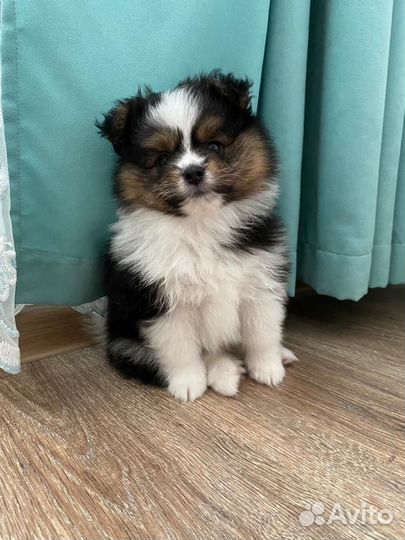 Щенки шпица