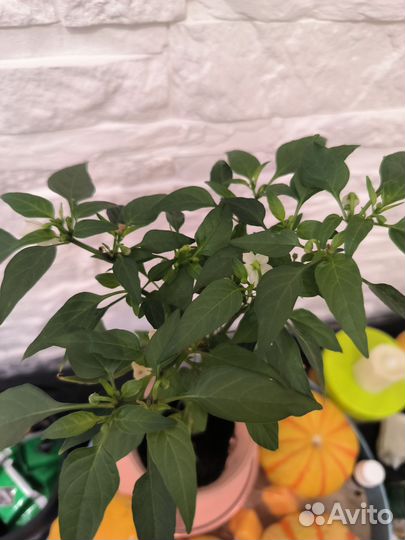 Рассада острого перца