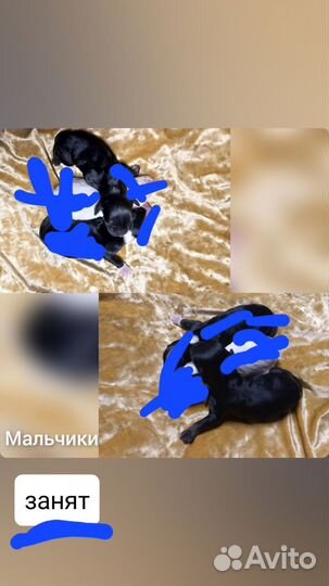 Русский спаниель