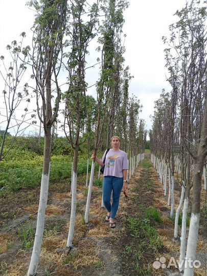 Липа крупнолистная рябина 3 сорта клён крупномеры