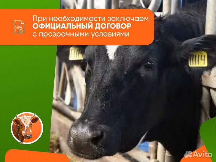 Диагностика тёлок и коров на узи в кфх и лпх