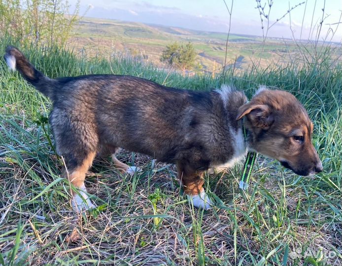 Щенок в добрые руки