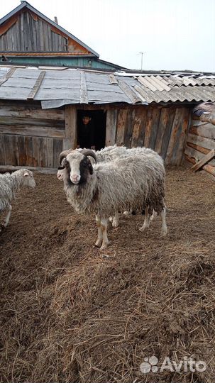 Продам Баранов
