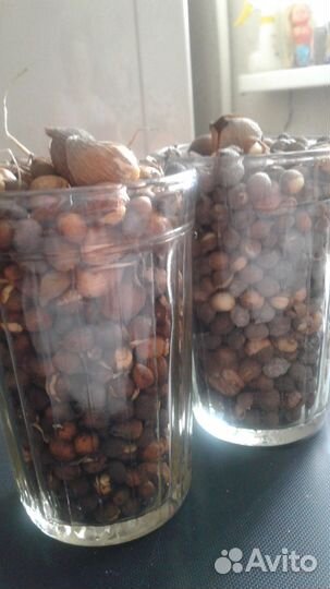 Гладиолусы- цветы, луковицы и детки