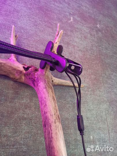 Фитолампа для растений