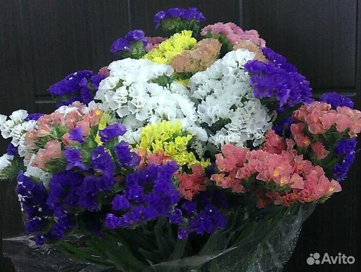 Статица рассада