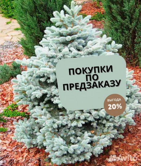 Ель голубая с доставкой