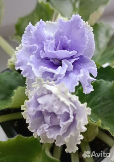 Фиалка цветущая