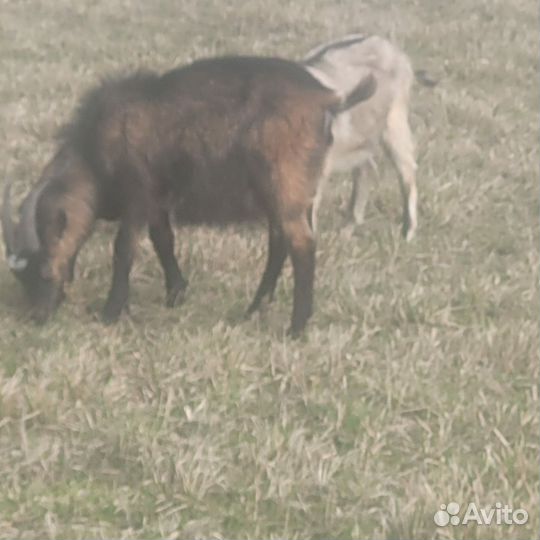 Овцы Козлята