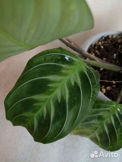 Маранта Cat moustache