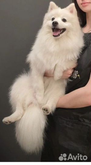 Немецкий шпиц белый Вязка