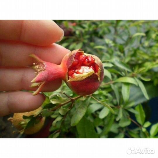 Гранат мини сорт нана
