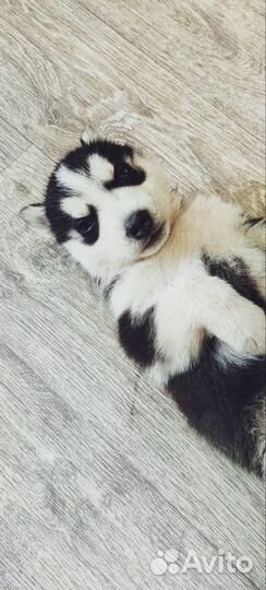 Щенки хаски