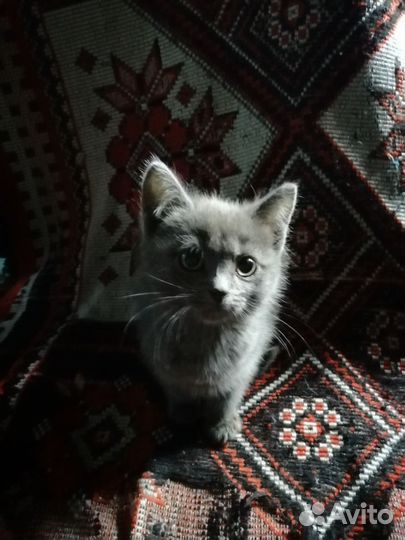 В доброе руки котята