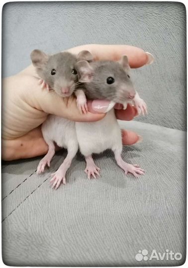 Крысята крысы Дамбо стандарт