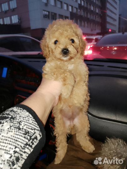 Той-пудель девочка