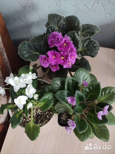 Цветы комнатные