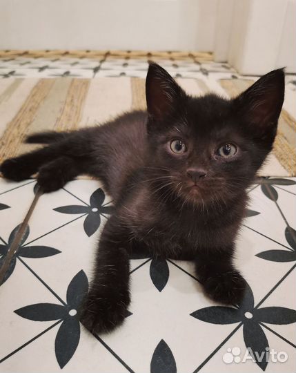 Котята метисы