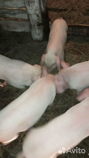 Козаприму-поросёнок